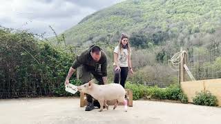 Rehabilitación de un cerdito que no podía caminar ❤️