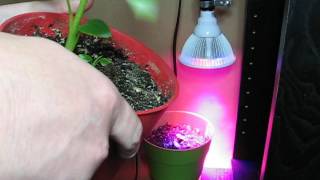 12W LED Grow light bulb by Ascent Light Review