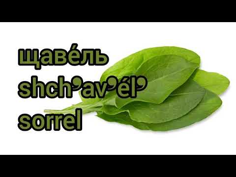 Как произносится щавель по-русски