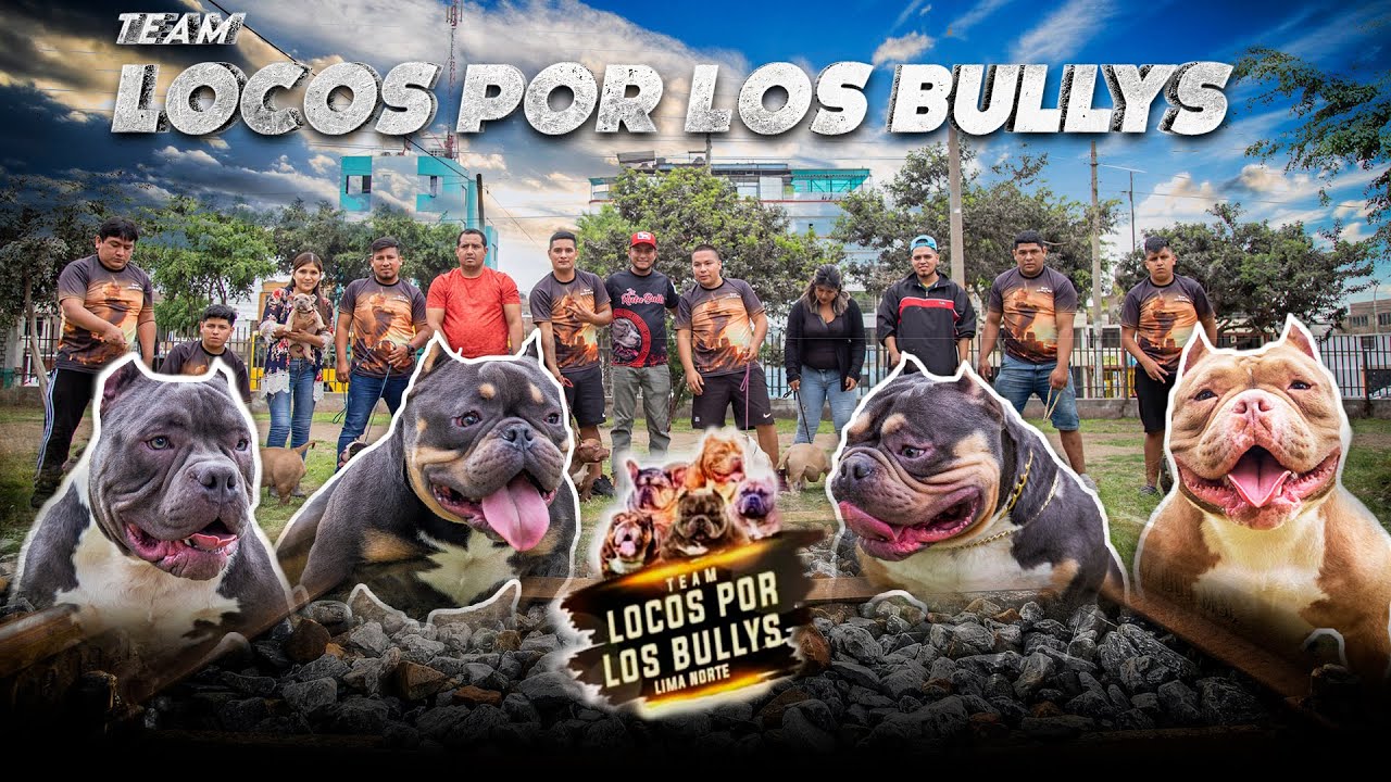 ¡EXOTIC Y AMERICAN BULLY  DESDE CHINA!