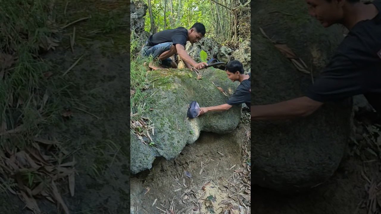catch the animal, its face is very cute #shortvideo