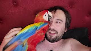 New Baby Macaw is a Girl! Dacy!