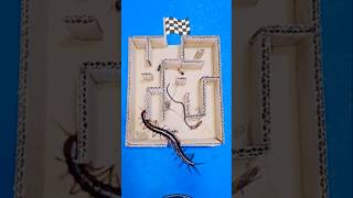 #maze #race #shorts #youtube