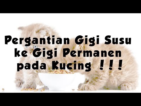 Video: Berapakah Bilangan Gigi Kucing?