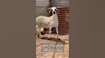 صردي صغير تبارك الله باين أيكون فحل ممتاز 
