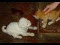 独りぽっちの保護犬と仲良く兄弟になった猫。もう助からない病気と言われた犬を強い絆で蘇らせる!【nekoの部屋】