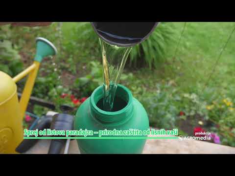 Video: Berba lisnatog zelenila: kako i kada ubrati baštensko zelenilo