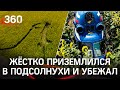 Уронил вертолет в поле с подсолнухами и сбежал в Прохладный