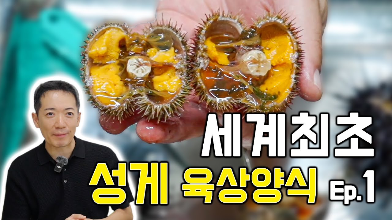 입 안에서는 무아지경, 물 속에서는 불멸의 생명체 성게알 (우니) [뿌리를 찾아서 EP.5-1 - 성게] - YouTube