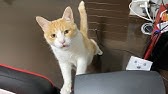 大炎上 悪質 猫ツンツン男に猫たちが被害にあう Youtube 大炎上 悪質 猫ツンツン男に猫たちが被害にあう Youtube