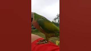 Betet Jawa (Psittacula alexandri) - Free Flight Indonesia KEREN LUAR BIASA JOZZZ