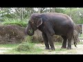 Watch How Elephant Eating - Meet Japanese Elephants