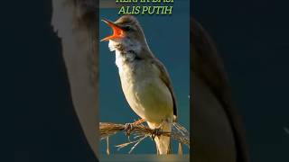 Burung kerak basi alis putih gacor di alam