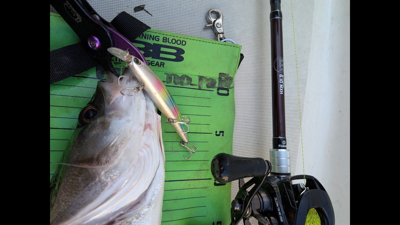 初ボートシーバスやってきた！2026年2月15日