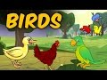Learn About Birds in English | Names Of Birds And Their Characteristics in English For Kids