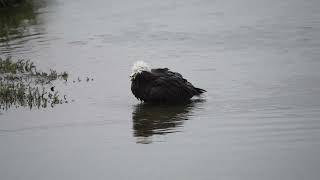 Bald Eagle taking a bath at Potters Marsh, Anchorage AK, Part 2