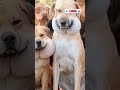 These dogs tried to mess with a beehive #dogs #viral #viralvideo #funny #comedy #pets #animalcomedy