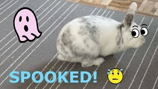 Scared BUNNY Won't Stop STOMPING
