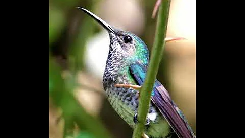 Humming Bird | Bird Video | Bird Feeding | Cute Bird Video