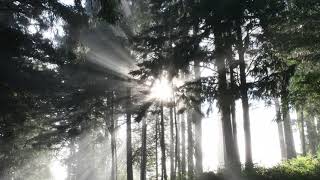 Sun Rays Peeking Through Trees