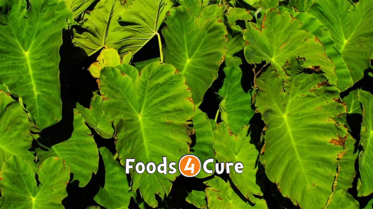 12 amazing health benefits of Taro leaves Foods4cure YouTube