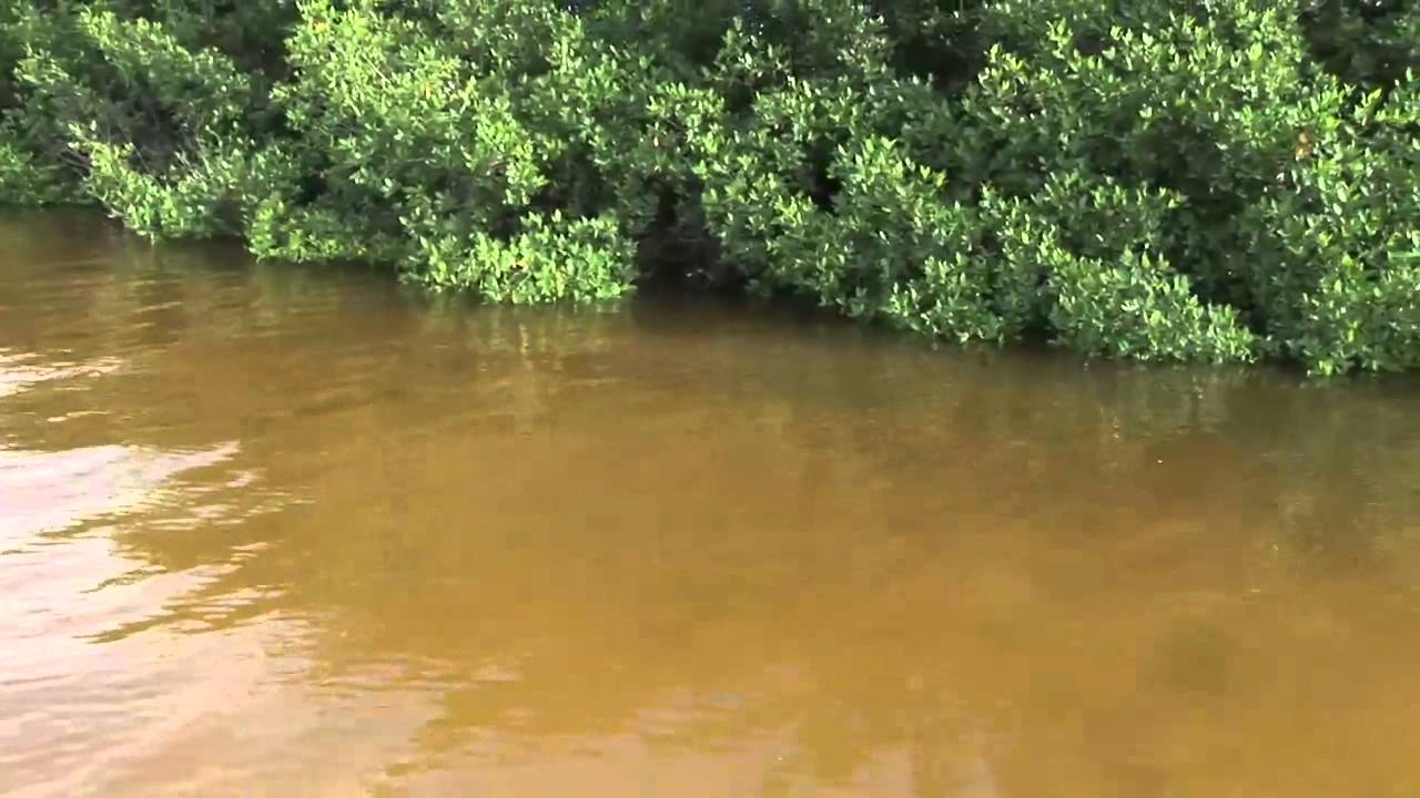 Fishing the Flats- Snook fishing with the LIVETARGET swimbait Part 2 of 2