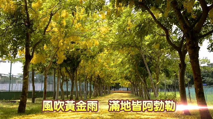 超美的~风吹黄金雨  满地阿勃勒 - 天天要闻