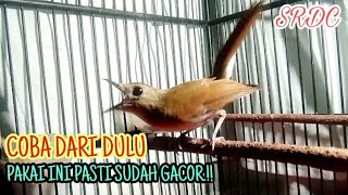 🔴AMPUH LANGSUNG AGRESIF BONGKAR ISIAN.!  PAKAI PANCINGAN SRDC GACOR INI DAN UNTUK MASTERAN SRDC