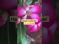 #love #gardening #keralaplants #kerala #offer #nature #flowers #home #plants #garden #exoticgarden