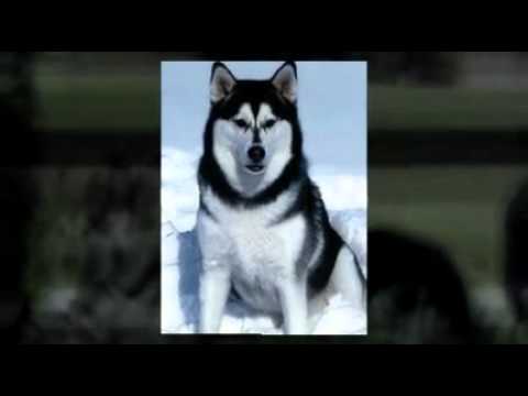 puppy paradise Alaskan Malamute