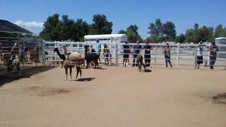 Alpacas of Menifee Valley farm 2018