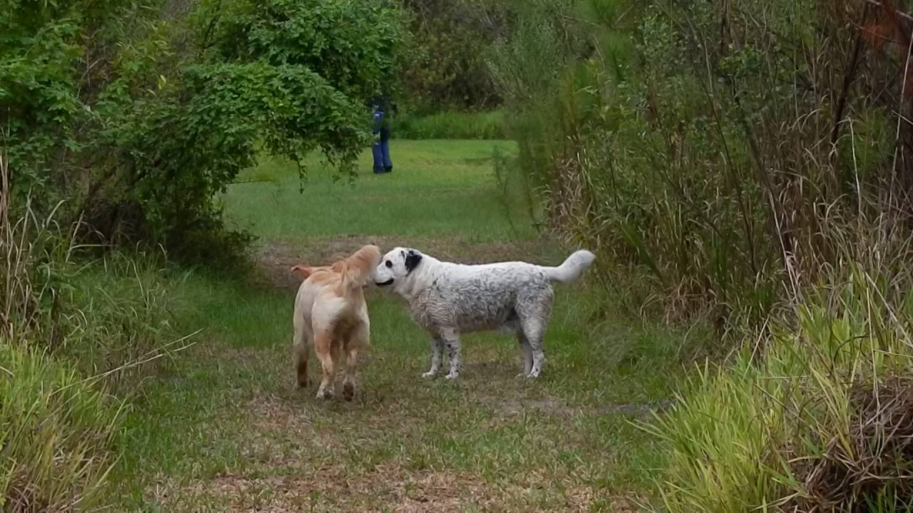 HOW TO USE E COLLAR Obedience trained Retrieves Fast Off Leash Recalls