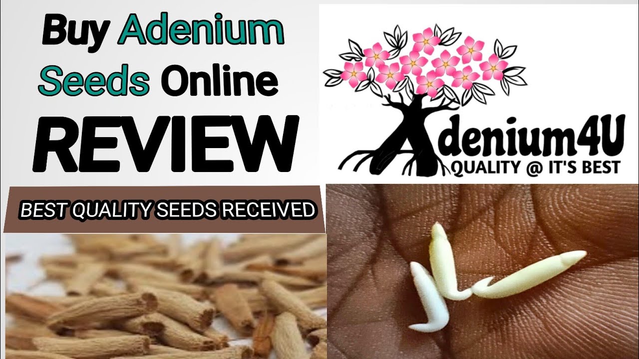 Unboxing Adenium Seeds | Best seller | adenium 4u | अडेनियम के बीज🌸🌸