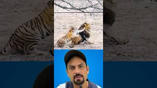 Who won the real life fight between a lion & a tiger?