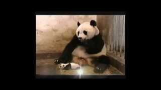 Amazing baby panda frightens her mom