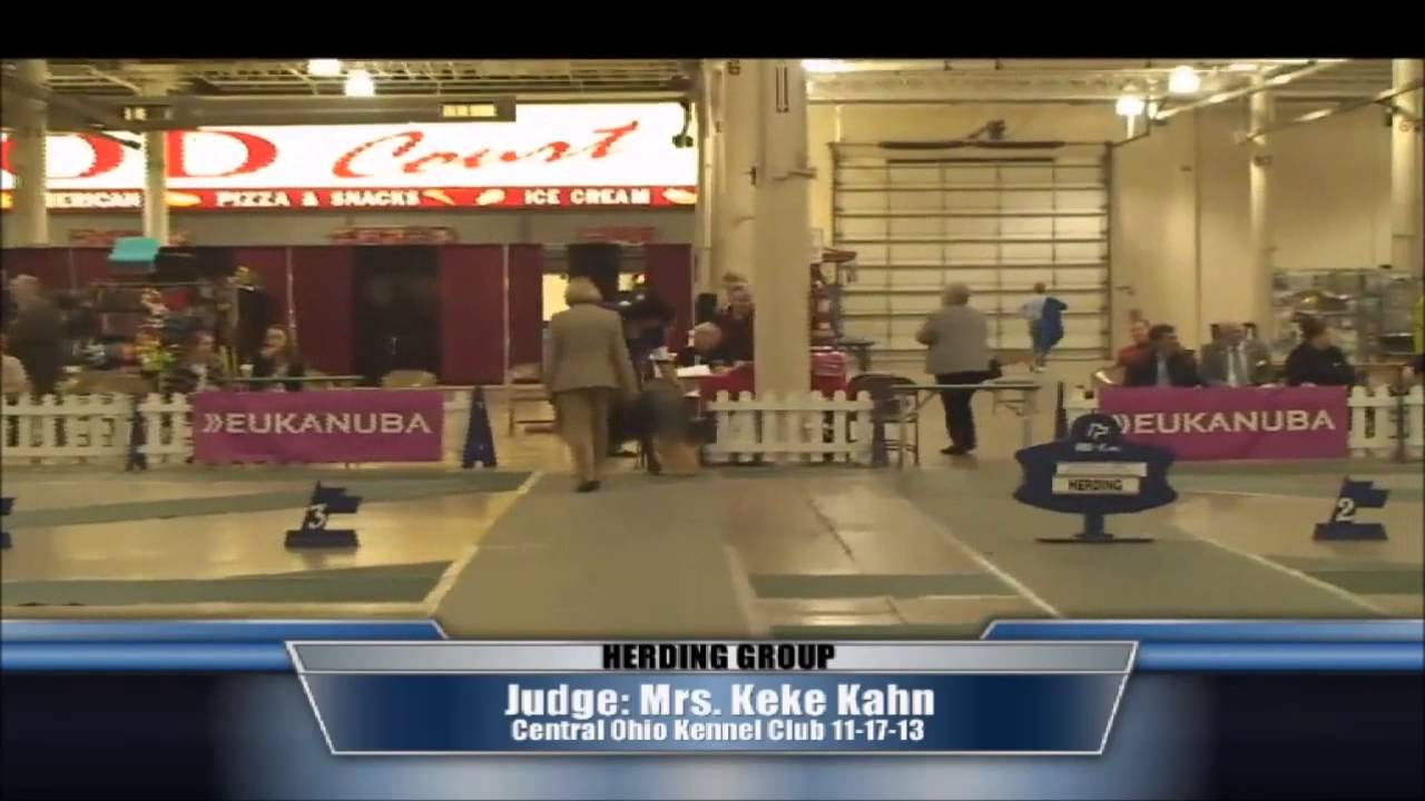 Briard Colby at Central Ohio Dog Show YouTube