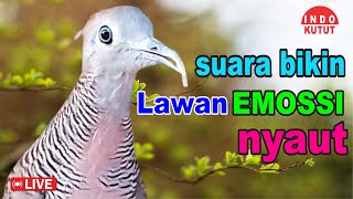 Download lagu Perkutut Lokal Gacor dari alam liar bikin gacor yang malas BUNYI