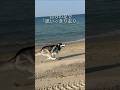 3ヶ月で3000頭以上のワンちゃんへ届いたフード#柴犬＃シベリアンハスキー#プレミアムフード