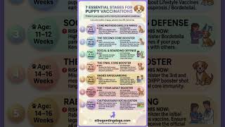 Puppy Vaccination Schedule &amp; Timeline Blueprint #allregardingdogs