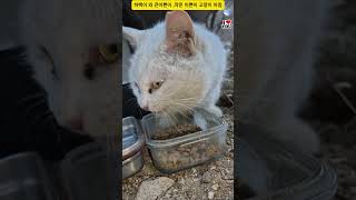 하백이 와 큰이쁜이 ,작은 이쁜이 고양이 아침 #고양이