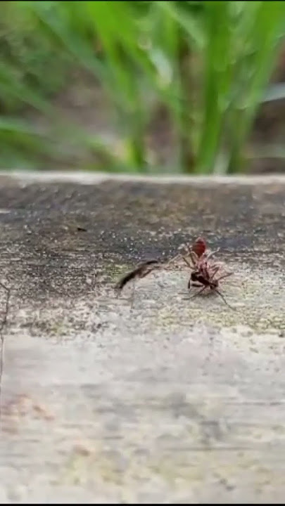 pertarungan semut merah VS semut hitam asli Kalimantan.selengkapnya kunjungi @kokomusic938#viral