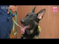 1YO police dog honored after finding missing person