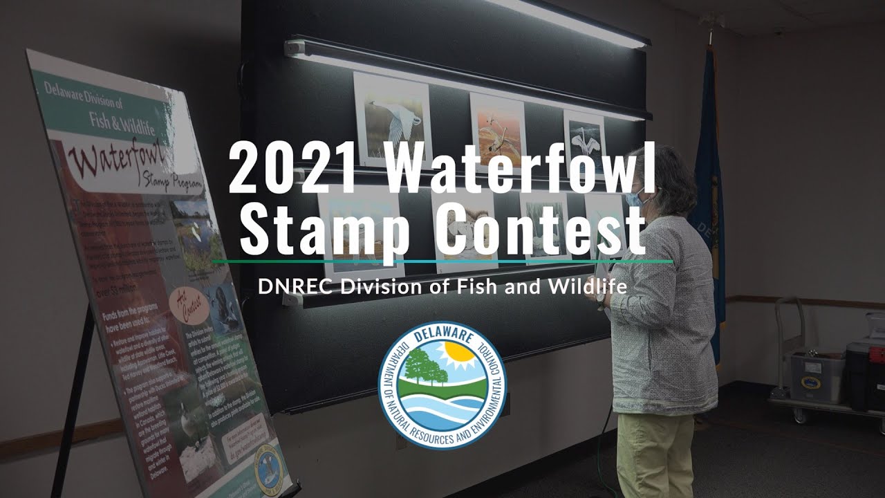 Waterfowl Stamp Contest 2021 YouTube
