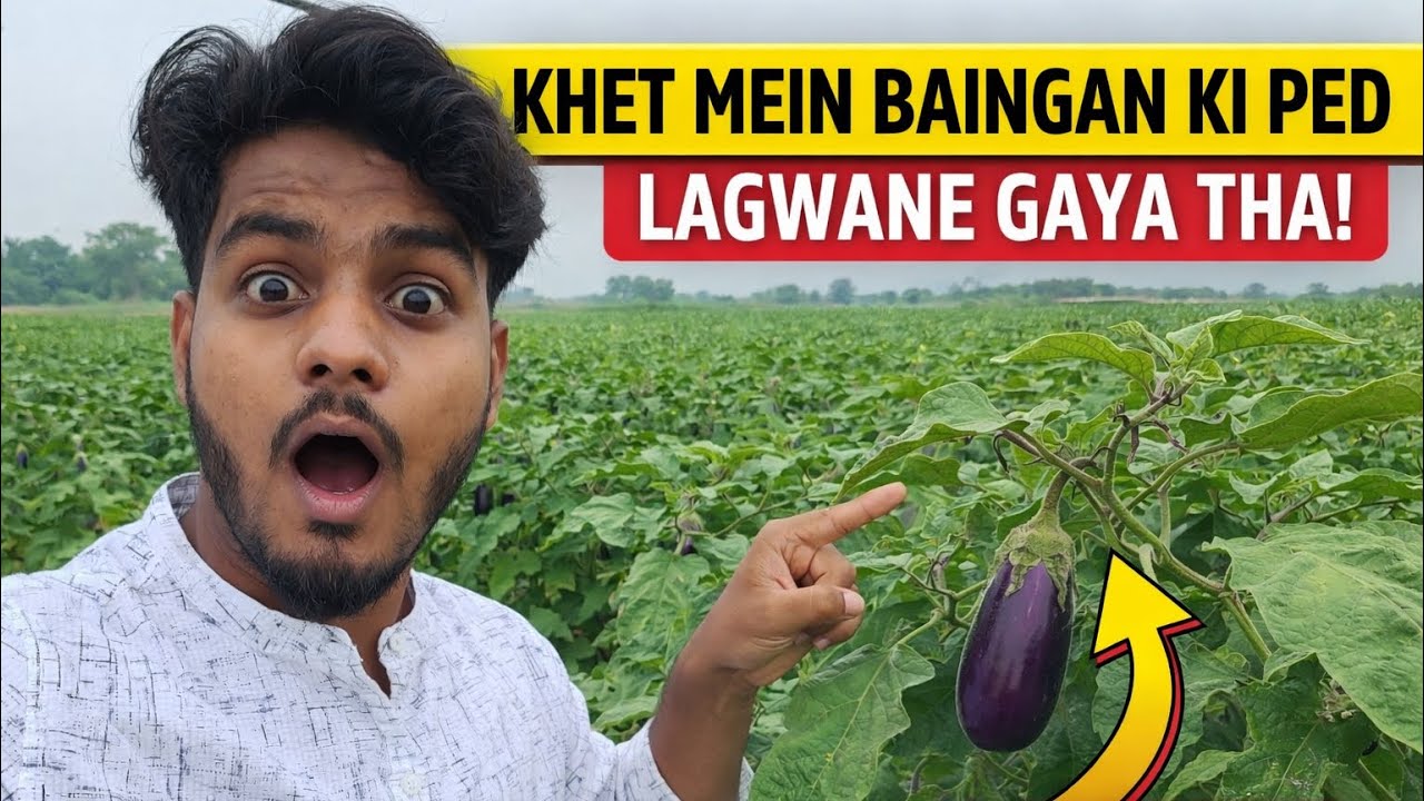 Khet Mein Baingan Ki Ped Lagwana Gaye The🍆🌱🌱