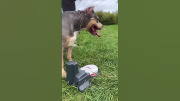 Just chase it 🏁 #flag #dogtoy #swiftpaws #fyp #dogsofinstagram