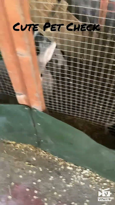 Cute pet check