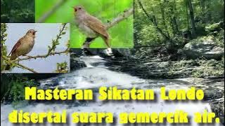 Masteran Sikatan Londo disertai gemercik air (masteran murai)