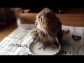 パイ皿で水浴びするフクロウ