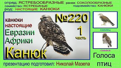 Канюк. Сарыч. Голоса птиц