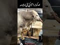 qurbani ka janwar 🐪 #qurbani2025 #shorts